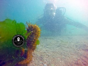 Bautismo de Buceo