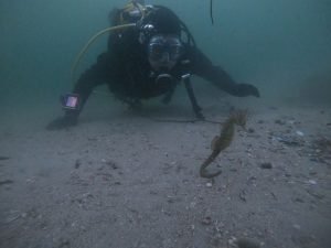 Buceo con caballitos