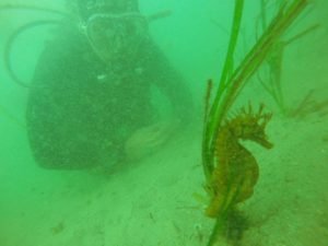 Caballito en bautizo buceo