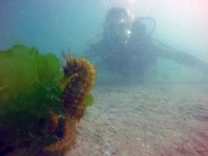 Pedida de mano buceo