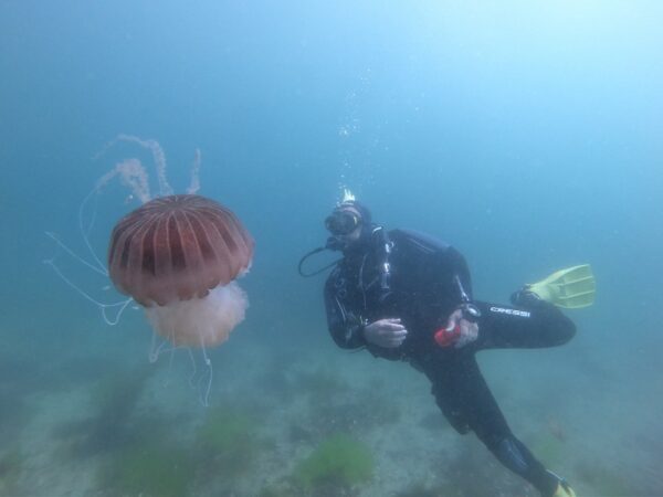 buceo aldan medusa