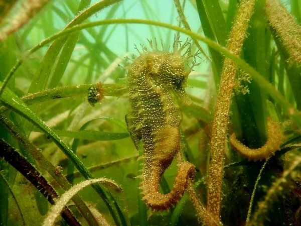 Caballitos de mar juntos