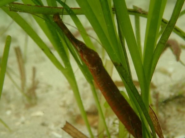 Pipa de mar en zostera