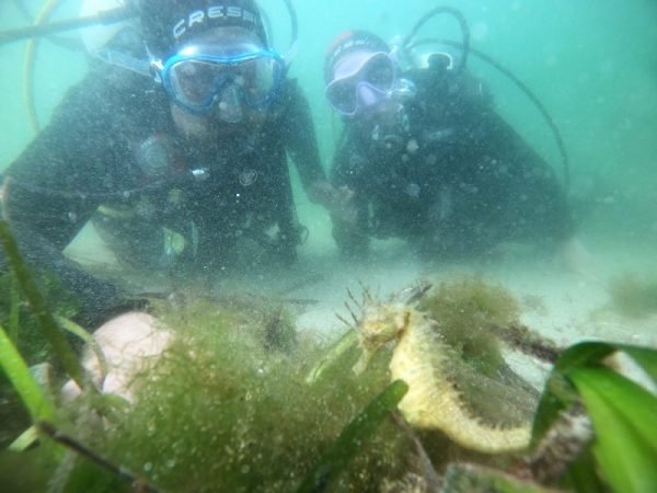 Safari de buceo con caballitos