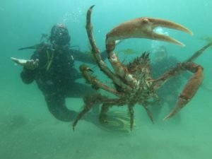 Bautismos de buceo en rias baixas