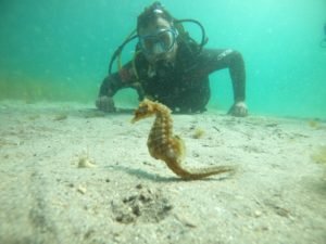 buceo caballitos rias baixas