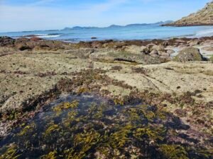 Algas en cangas